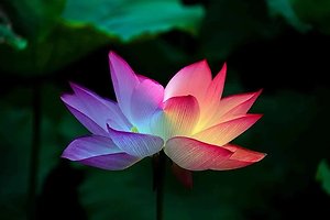 Reiki Courses. Lotus